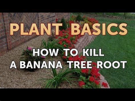 Can eating more than six bananas at once kill you? BBC News