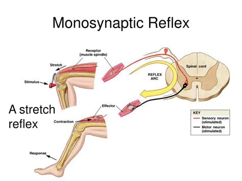 How does a monosynaptic reflex work?