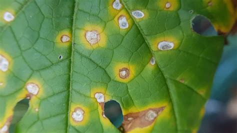 How does leaf spot spread?