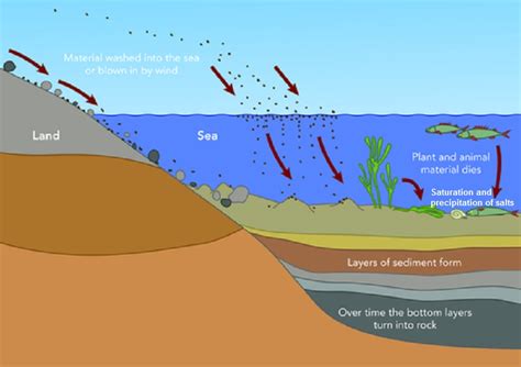 How does sediments affect the environment?