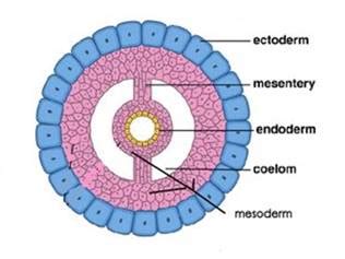 How does the coelom develop embryologically?