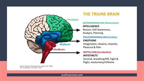 How does triune brain work?