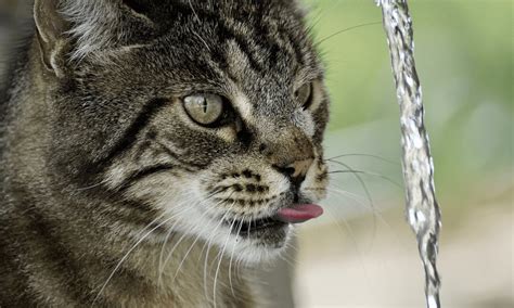 How Long Can a Cat Go Without Water Understanding Feline Dehydration Cat Empire