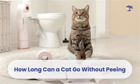 How Long Can a Cat Go Without Peeing? CatQueries