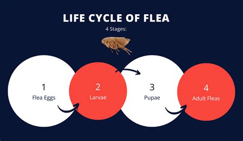 How Long Can Fleas Live Without a Host and Do They Need One?
