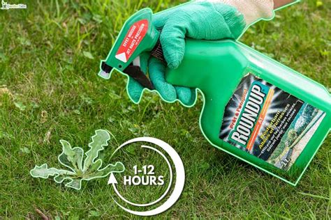 ROUNDUP® Fast Action Ready To Use Weedkiller YouTube