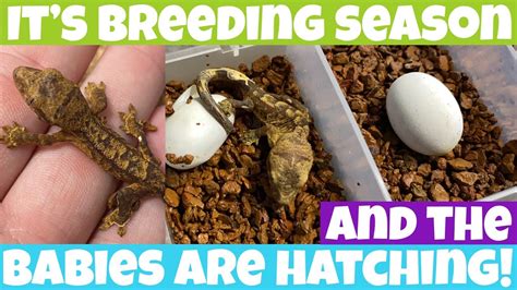 Crested gecko hatching YouTube
