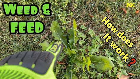 How Long Does Weed Take To Grow Outdoors? Best Pot Delivery