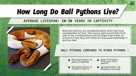 How Long Does A Burmese Python Live?