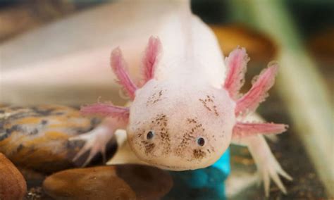 How Many Axolotls Are Left In The World 2024 Predictions Nessy Adelaida