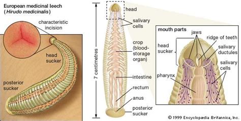 Leech Labelled Diagram