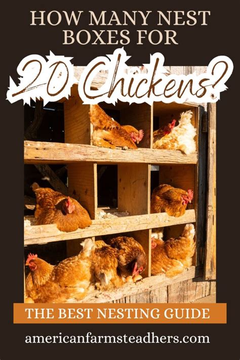 How Many Nesting Boxes Per Chicken You Really Need Audrey