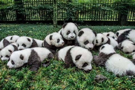 How Many Pandas Are Left In The World?
