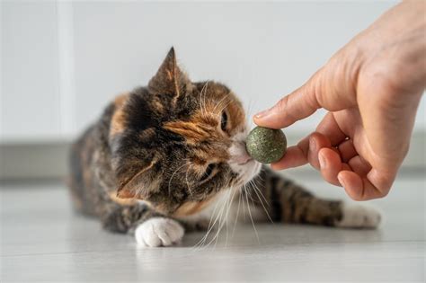 can your cat eat too much catnip Susann Hooker