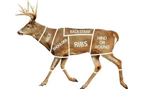 How Much Does Deer Processing Cost The Ultimate Guide