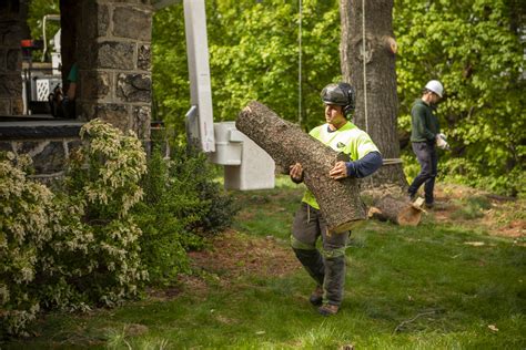 What is the Average Cost of Tree Removal? A Helpful Price Guide