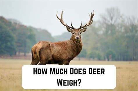 Deer Hide
