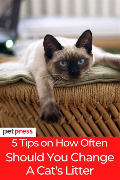 How Often To Change Cat Litter Here