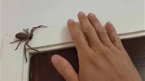 The Huntsman Spider How Dangerous Is Australia