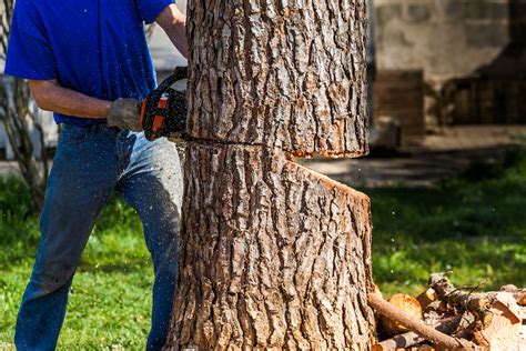 How to cut down a tree safely Artofit