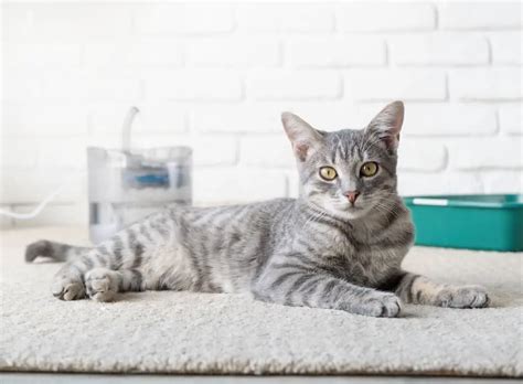Your Guide On How To Clean Cat Poop From Carpet Effectively