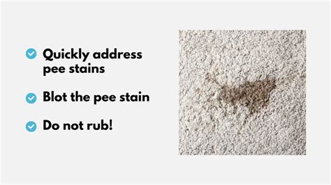 How to Clean Pee Out of Carpet