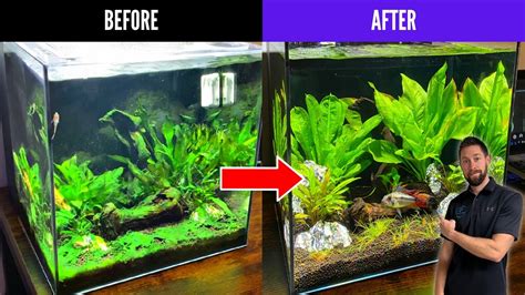 How to control algae growth in your aquarium Sentient Fins