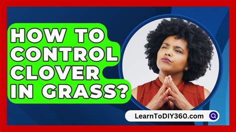 How to Kill Clover in St. Augustine Grass? Grass Killer