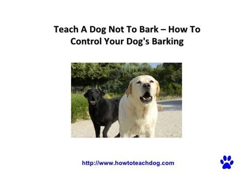 How to Train a Dog to Stop Barking Let