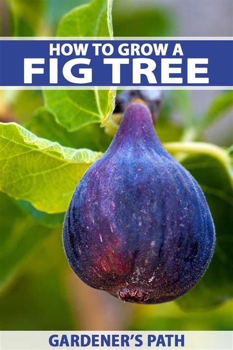 How to Grow Fig Tree Care Plant Care & Tips NorwichGardener