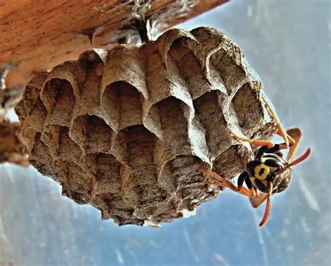 How to Identify a Wasp Nest Modern Pest Services