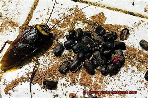 How Does Cockroach Nest Look Like? PestProper