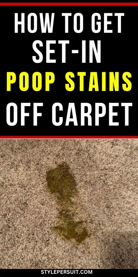 How To Clean Up Poop On Carpet? Carpet Insight