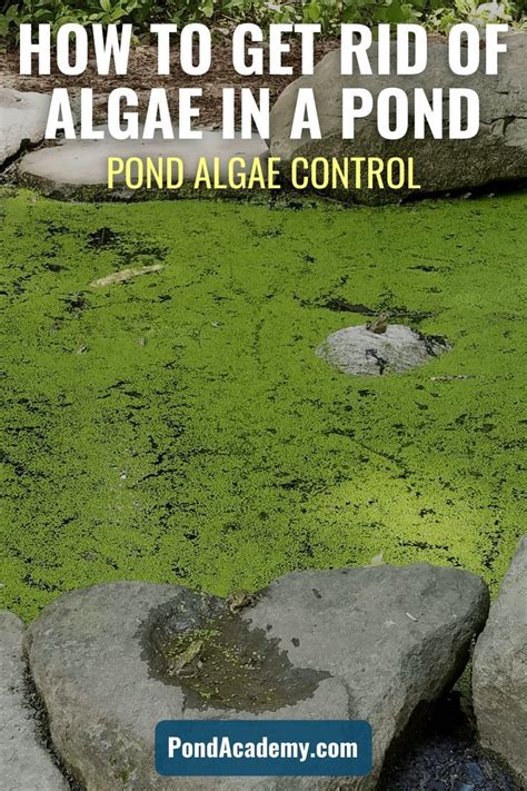How to Get Rid of Algae in a Pond (Pond Algae Control) Pond algae, Pond maintenance, Pond