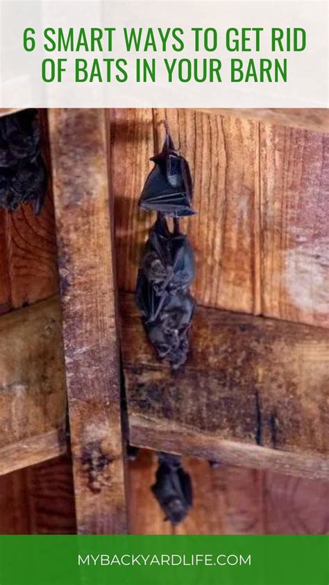 How to Get Rid of Bats in the House and Yard