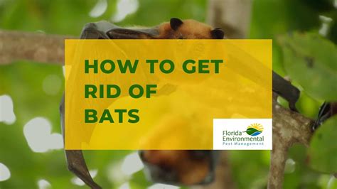 How to Get Rid of Bats Removal and Exclusion Pest Pros
