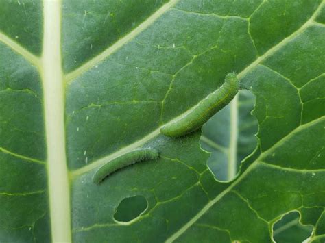 How To Get Rid Of Cabbage Worms And Moths Homestead Acres