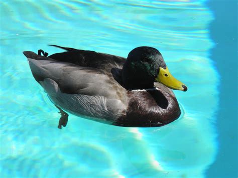 11 Simple Tips to Keep Ducks Out of Your Pool House Grail