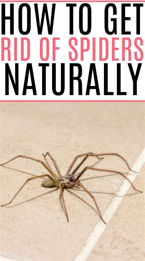 6 Brilliant Ways to Get Rid of Spiders Outside Get rid of spiders, Spiders repellent diy