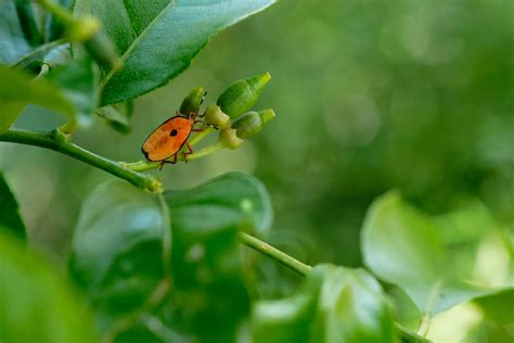 Solved How to get rid of bugs on citrus plants? Bunnings community