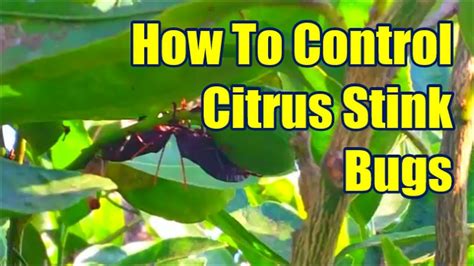 How to Get Rid of Stink Bugs in the Home or Garden