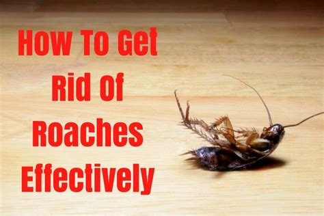 How To Get Rid Of Small Roaches In The Kitchen Wow Blog