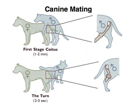 How Long Do Dogs Mate For? Tie, Initiation, Ejaculation & FAQ