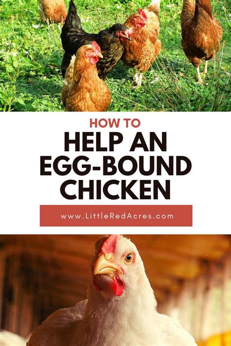 How to Treat an Egg Bound Hen Fresh Eggs Daily® with Lisa Steele