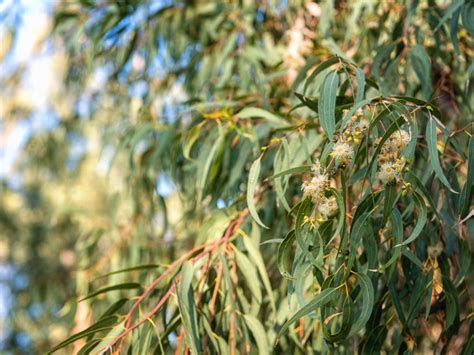 How To Grow and Use the Eucalyptus Plant