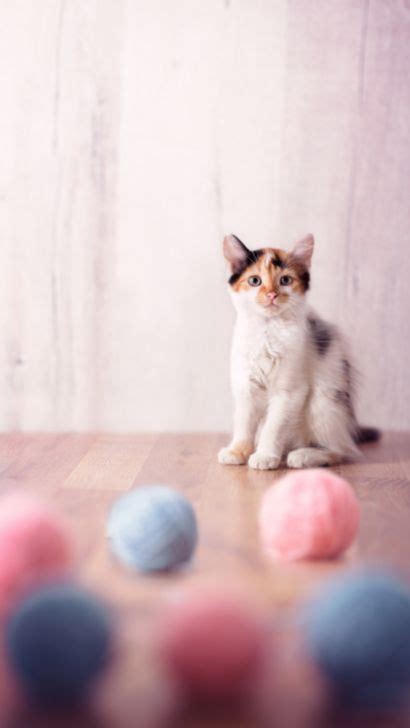 How To Entertain A Cat While You