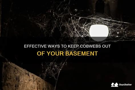 How to get rid of cobwebs and keep them away Tom