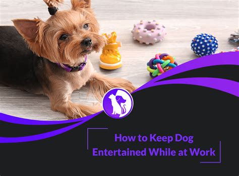 how to keep dog entertained outside while at work Elroy Frierson