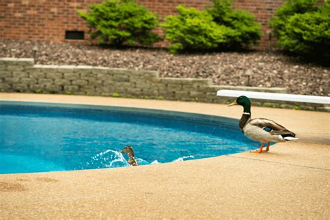 Effective Guide How to Keep Ducks out of Your Pool