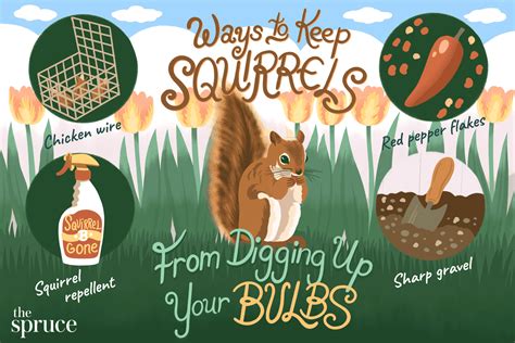 How to Keep Squirrels from Digging up Bulbs + 18 Squirrel Resistant Bulbs
